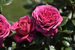 旧日玫瑰/旧日之花/往日花(Vieux Rose)