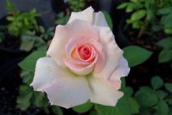 粉色诺言Pink Promise