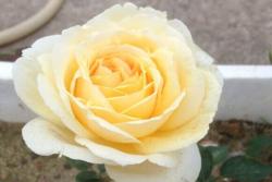 金伊芙伯爵Golden Yves Piaget