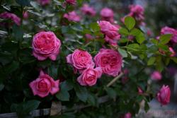 莫利纳尔La Rose de Molinard