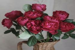 优雅树莓Raspberry Elegance