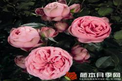 快乐钢琴Happy Piano