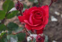 红色巴卡拉Red Baccara