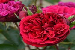 西哈诺Cyrano de Bergerac