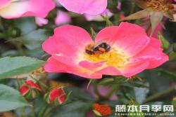 蜜蜂乐园（双色）Bienenweide® Bicolor