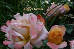 梦想褶边Ruffle's Dream