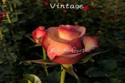 翡翠Vintage