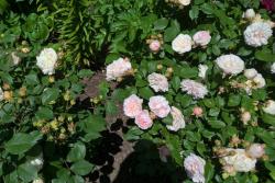 粉红格鲁斯亚琛Pink Gruss an Aachen