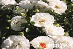 白色樱儿White Babyflor