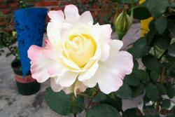苏英迪Sinty Roma