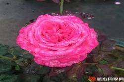 桃灼蓝天
