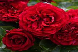 金雀花王朝 Plantagenet