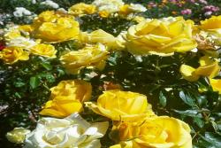 日光倾城 Rayon de Soleil