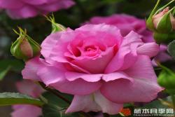 爱丽丝/伊莉丝Elise
