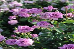 紫雨Purple Rain