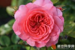 粉红斯瓦尼/粉红斯娃妮 PINK SWANY