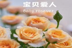 宝贝爱人 Baby Rosever