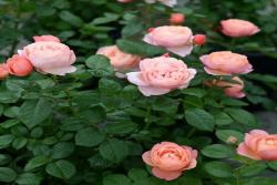 杏子派 Tarte aux Abricots