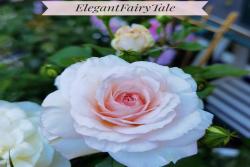 优雅童话Elegant FAIry Tale
