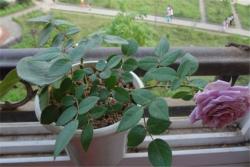 紫精灵Lavender Folies