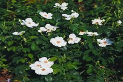 新白绝代佳人® Meiradblaz