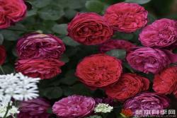路易斯·卡罗Lewis Carroll