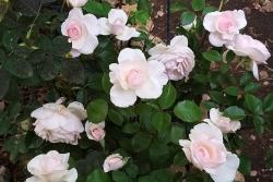 格兰维尔玫瑰 Rose de Granville