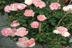 苏英迪Sinty Roma