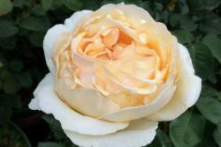 金伊芙伯爵Golden Yves Piaget
