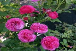 尚塔尔巴特隆 Chantal Baudron