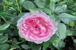 铂金庆典Queen Elizabeth II Rose