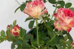 莲花Lotus