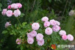 针锈Needle Point