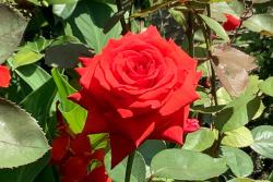 红色巴卡拉Red Baccara