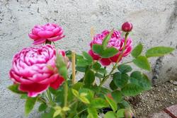玛丽玫瑰/日本玛丽