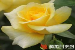 金魁尔Goldquelle