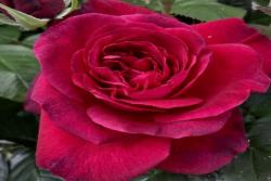 绅士花La Rose Monsieur