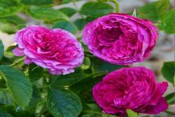 尚塔尔巴特隆 Chantal Baudron