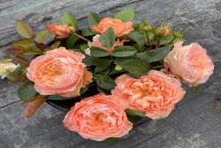 甜蜜哈珀 Sweet Harper