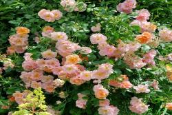 日出玫迪兰 Chinook Sunrise