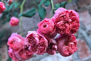 花期长好看又好养的月季品种