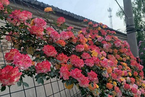 浓香型月季花有哪些品种
