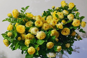 白色切花月季