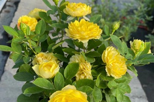 最适合家庭盆栽月季花品种