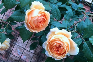 微型月季花有哪些品种