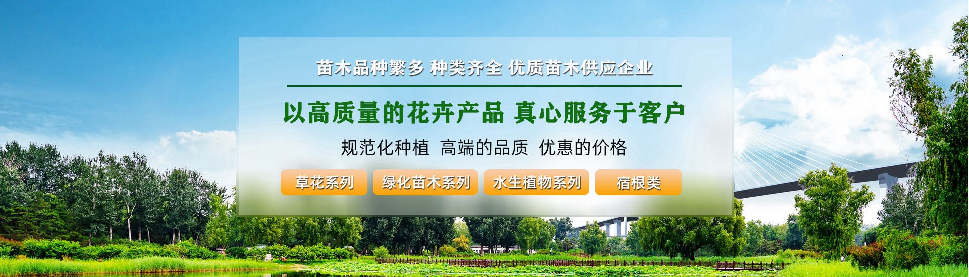 绿化苗木批发基地 沭阳绿化苗木批发 沭阳天尚苗木