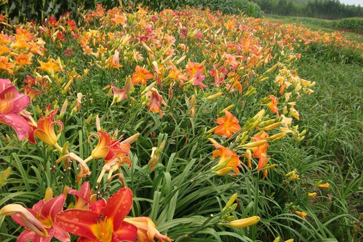 大花萱草