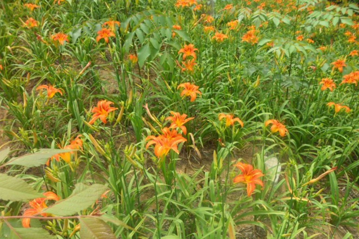 大花萱草