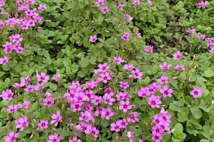 红花醡浆草