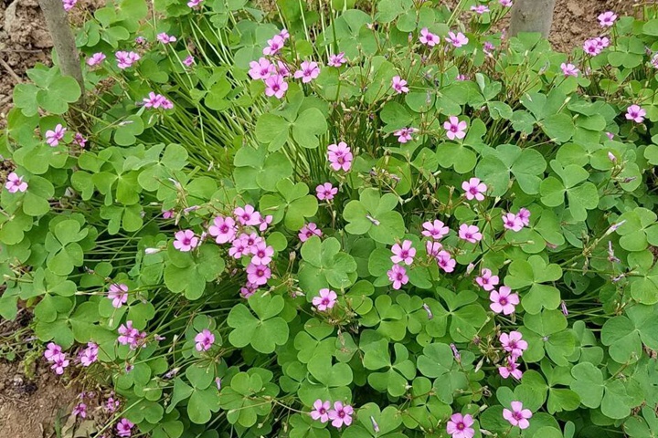 红花醡浆草